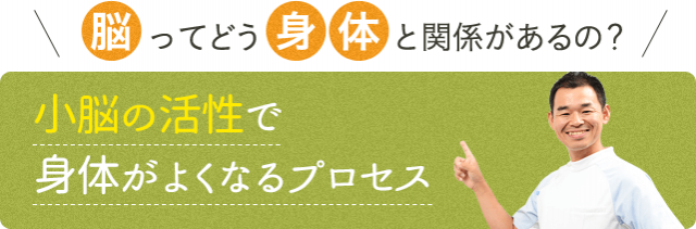 脳ってどう身体と関係があるの？小脳の活性で身体がよくなるプロセス